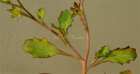  Leafy shoot with cauline leaves